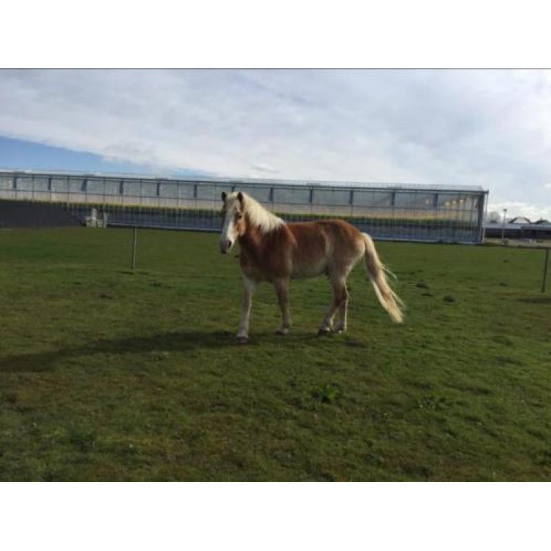 Recreatieve Haflinger van 18 jaar