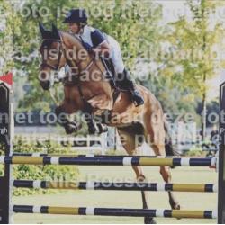 Braaf 6 jarig springpaard