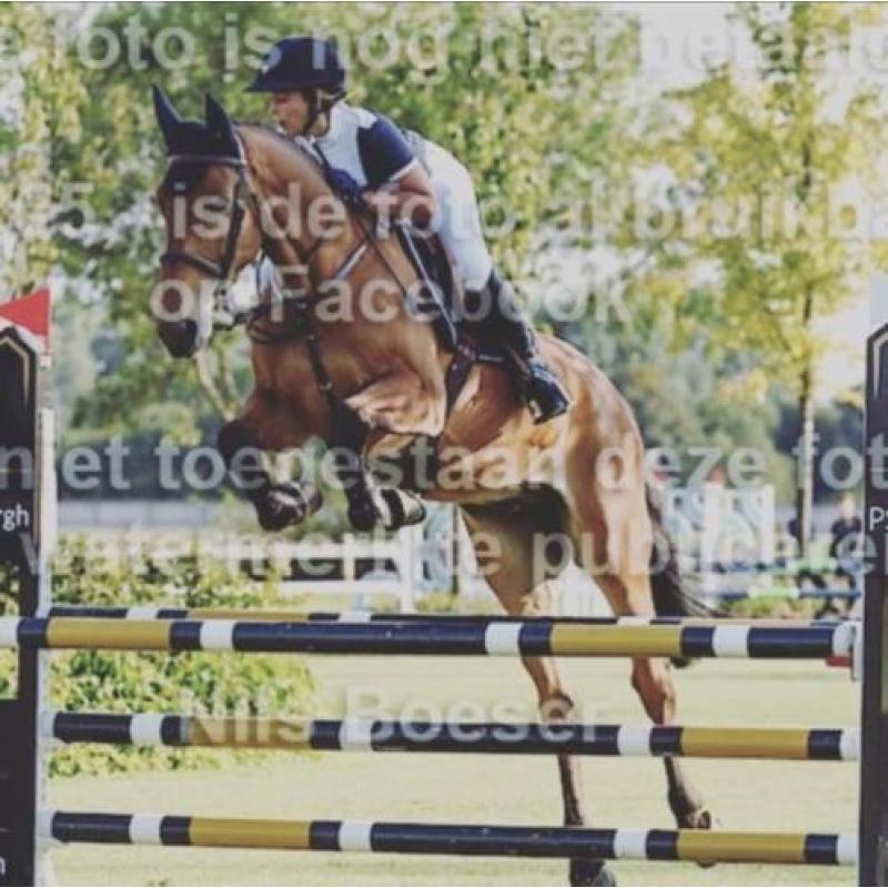 Braaf 6 jarig springpaard