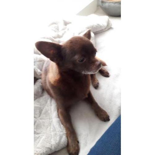 Chihuahua