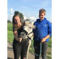 lieve recreatie pony