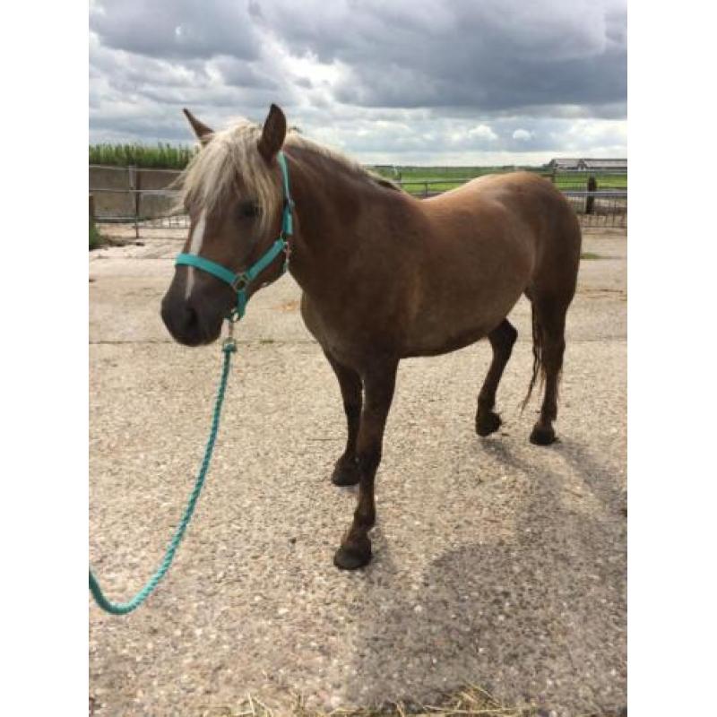 17 Haflingers onbeleerd te koop