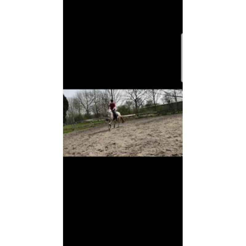 lieve recreatie pony