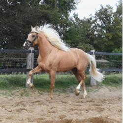 Schitterende grote palomino Andalusiër ruin!