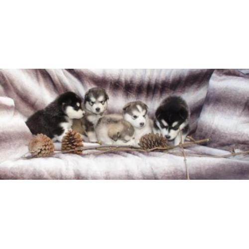 Alaskan malamute pups geboren!! Met stamboom