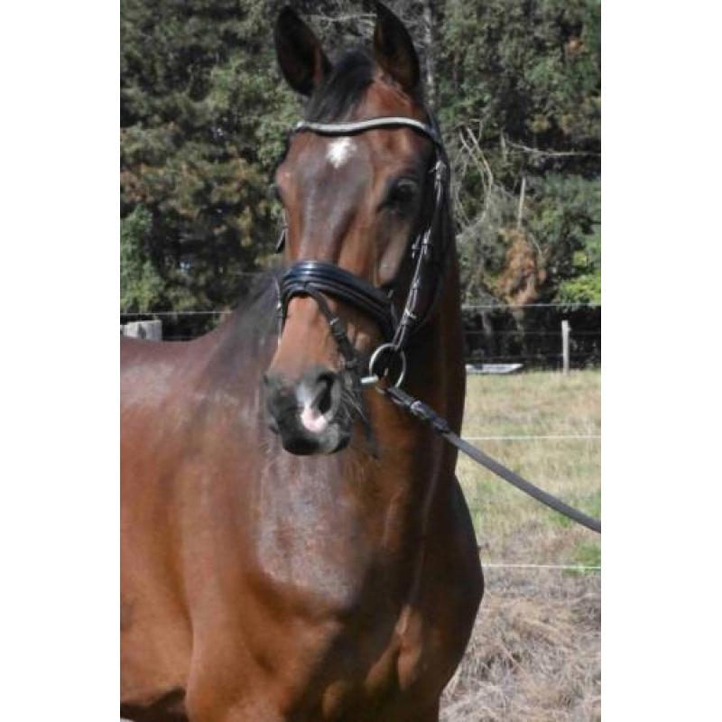 8 jarige Namelus R x Revenge W röntgen gekeurd M + 22 winst