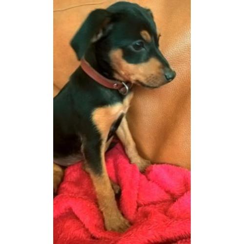 Dwergpincher pup / black and tan