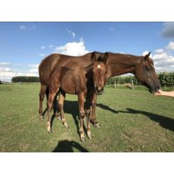 Quarterhorse hengstveulen