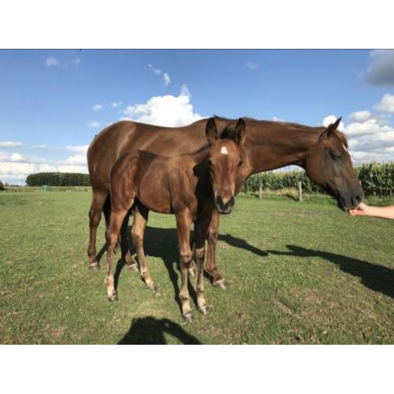 Quarterhorse hengstveulen