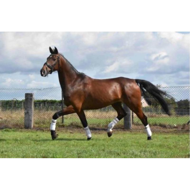 8 jarige Namelus R x Revenge W röntgen gekeurd M + 22 winst