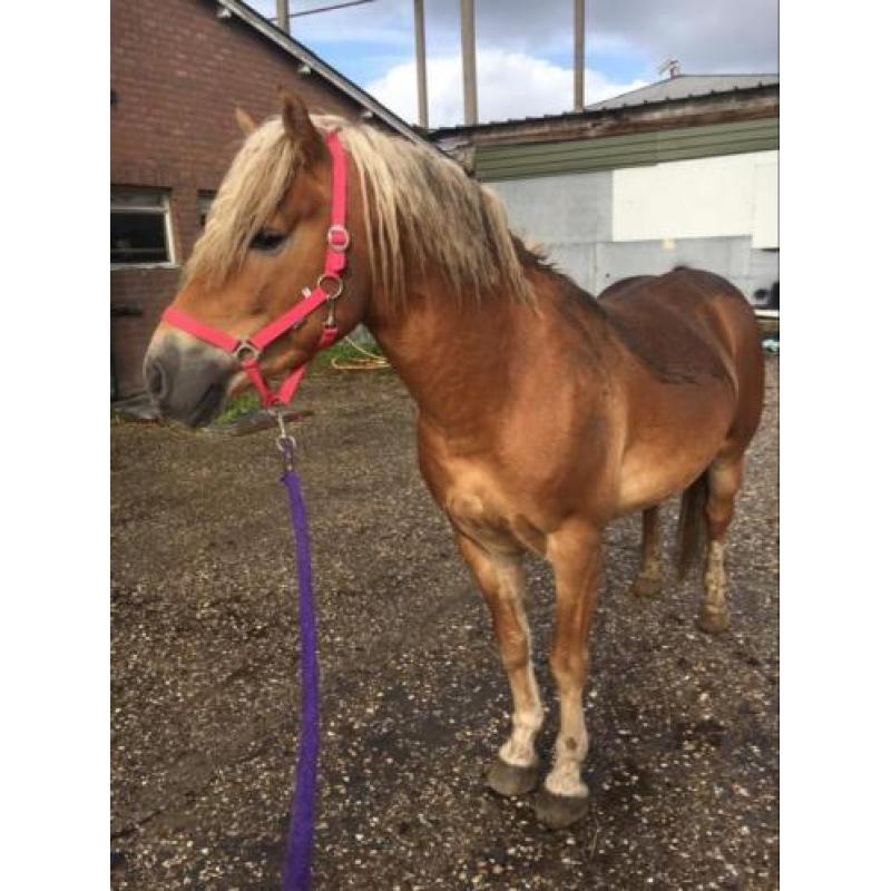 17 Haflingers onbeleerd te koop