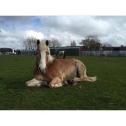 Recreatieve Haflinger van 18 jaar