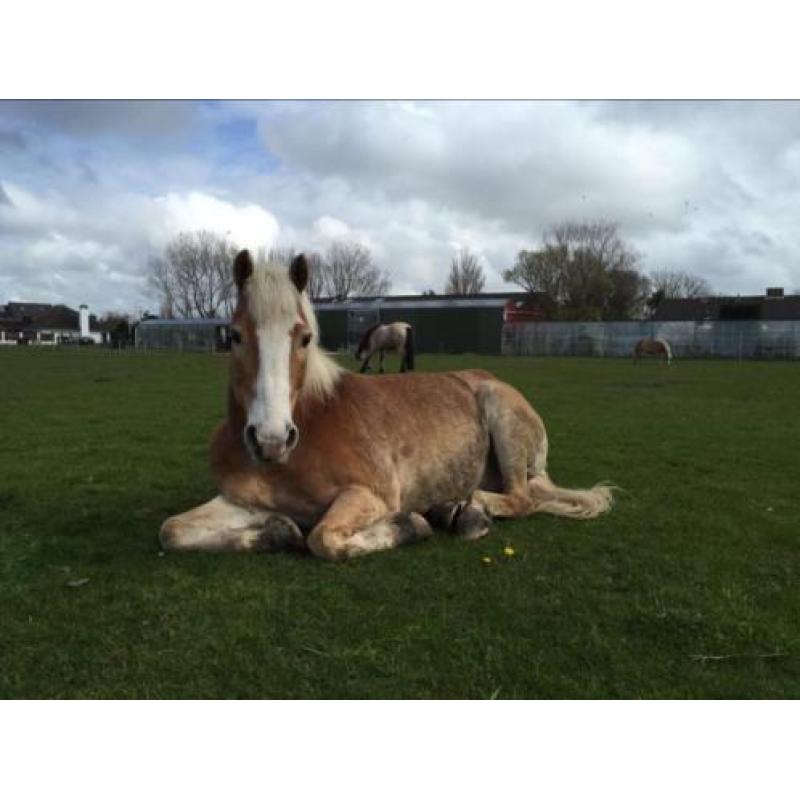 Recreatieve Haflinger van 18 jaar