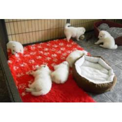 Te koop pups grote witte keeshond