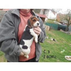beagle pups zoeken thuis!
