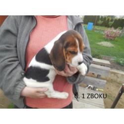 beagle pups zoeken thuis!