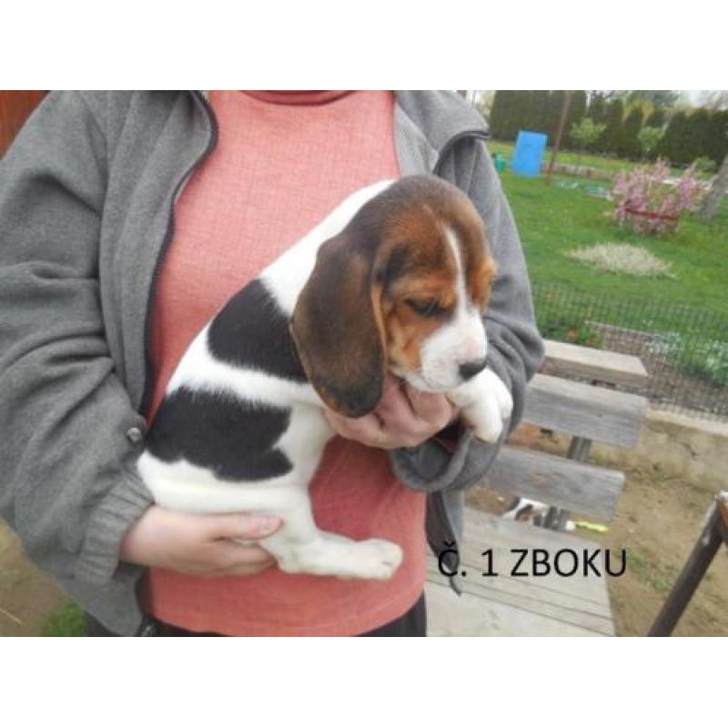 beagle pups zoeken thuis!