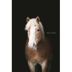Recreatieve Haflinger van 18 jaar