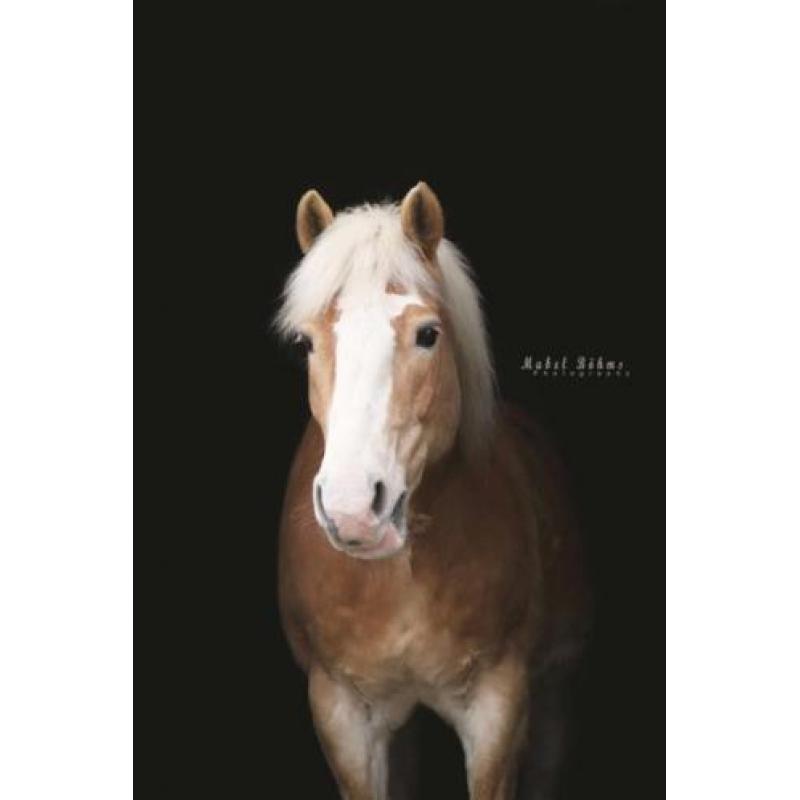 Recreatieve Haflinger van 18 jaar