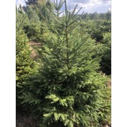 Kerstbomen partij
