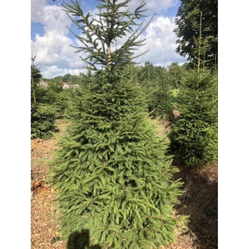 Kerstbomen partij