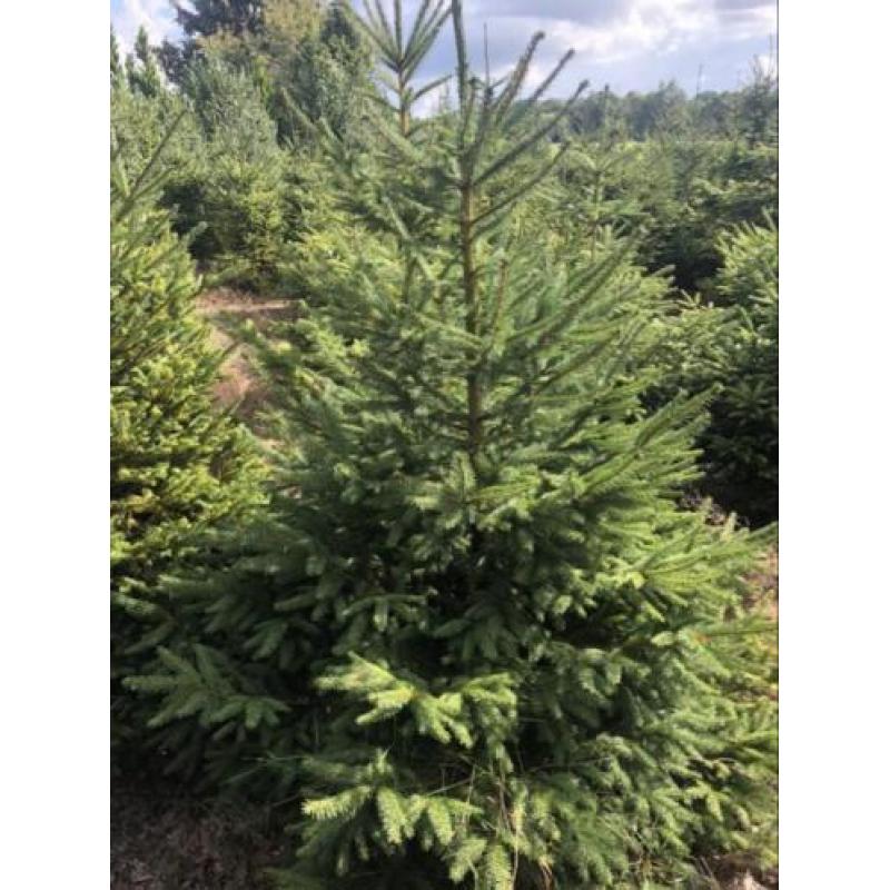 Kerstbomen partij