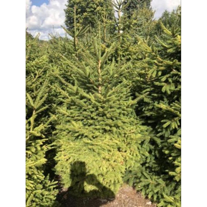 Kerstbomen partij