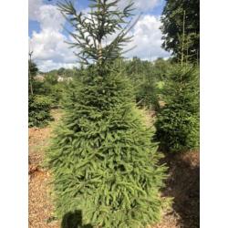 Kerstbomen partij