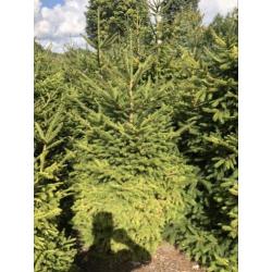 Kerstbomen partij